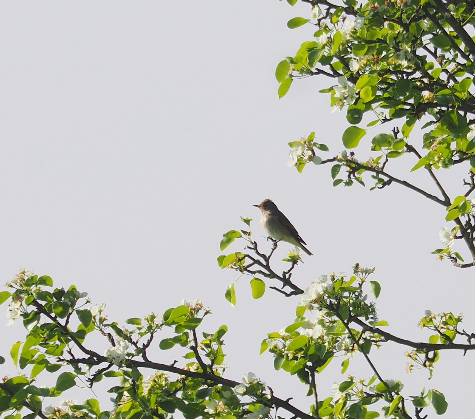 Spotted Flycatcher