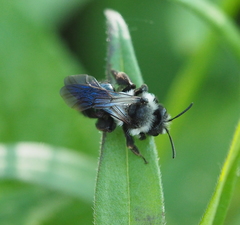 Andrena danuvia