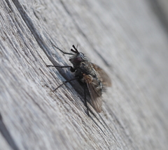 Triarthria setipennis