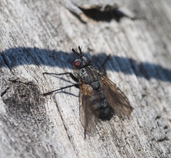 Triarthria setipennis