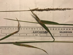 Sphenopholis obtusata