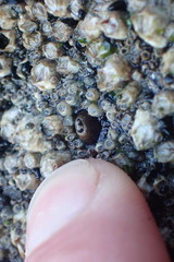 Notoacmea parviconoidea