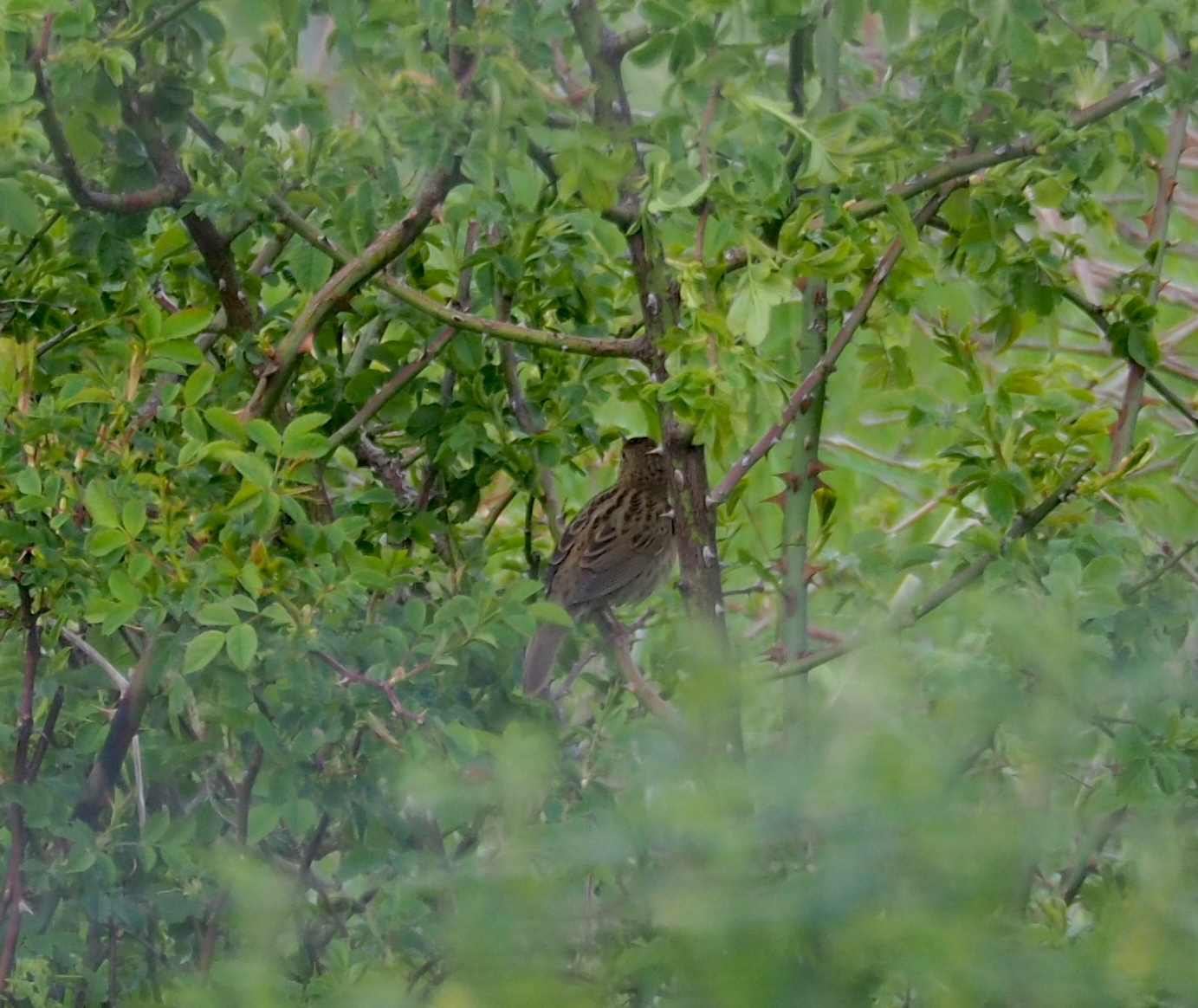 Common Grasshopper Warbler