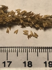 Sphenopholis obtusata