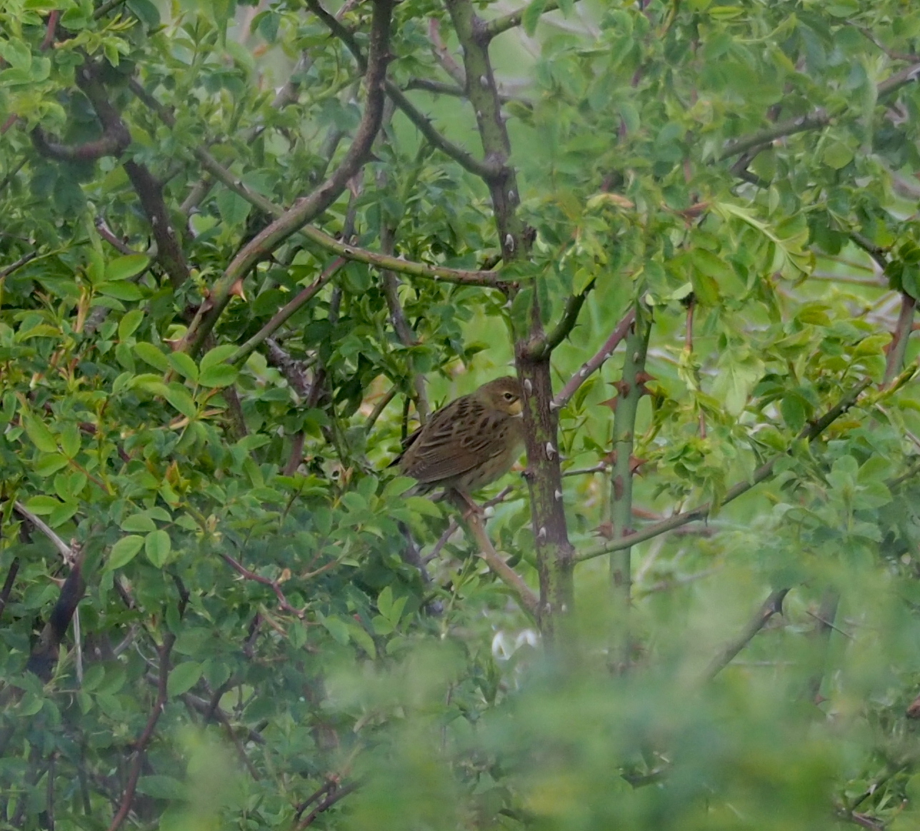 Common Grasshopper Warbler
