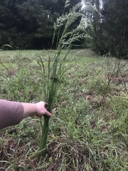 Sphenopholis obtusata