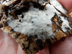 Aleurodiscus sparsus