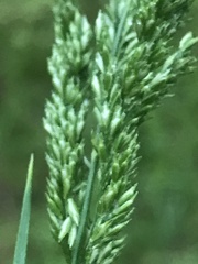 Sphenopholis obtusata