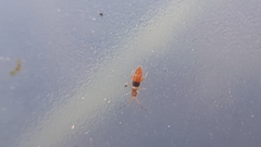 Entomobrya nigrocincta