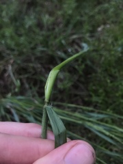 Sphenopholis obtusata