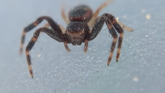 Synema globosum