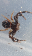 Synema globosum
