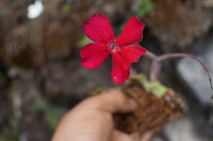 Pinguicula laueana