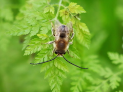 Eucera longicornis