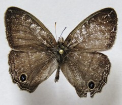 Cissia themis