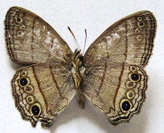 Cissia themis