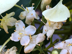 Calycophyllum candidissimum