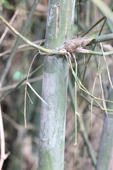 Bambusa chungii