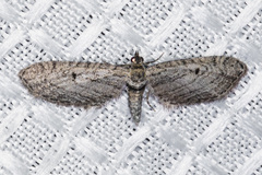 Eupithecia behrensata