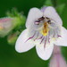 Eastern Smooth Beardtongue - Photo (c) Patrick Coin, some rights reserved (CC BY-NC-SA)