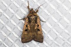 Parabagrotis exsertistigma