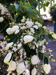 Calycophyllum candidissimum