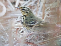 Anthus hodgsoni