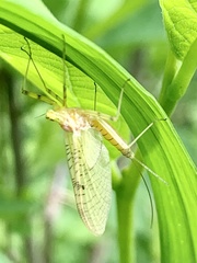 Stenacron interpunctatum heterotarsale