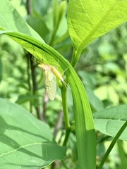 Stenacron interpunctatum heterotarsale