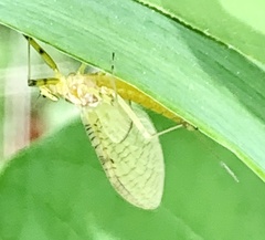 Stenacron interpunctatum heterotarsale