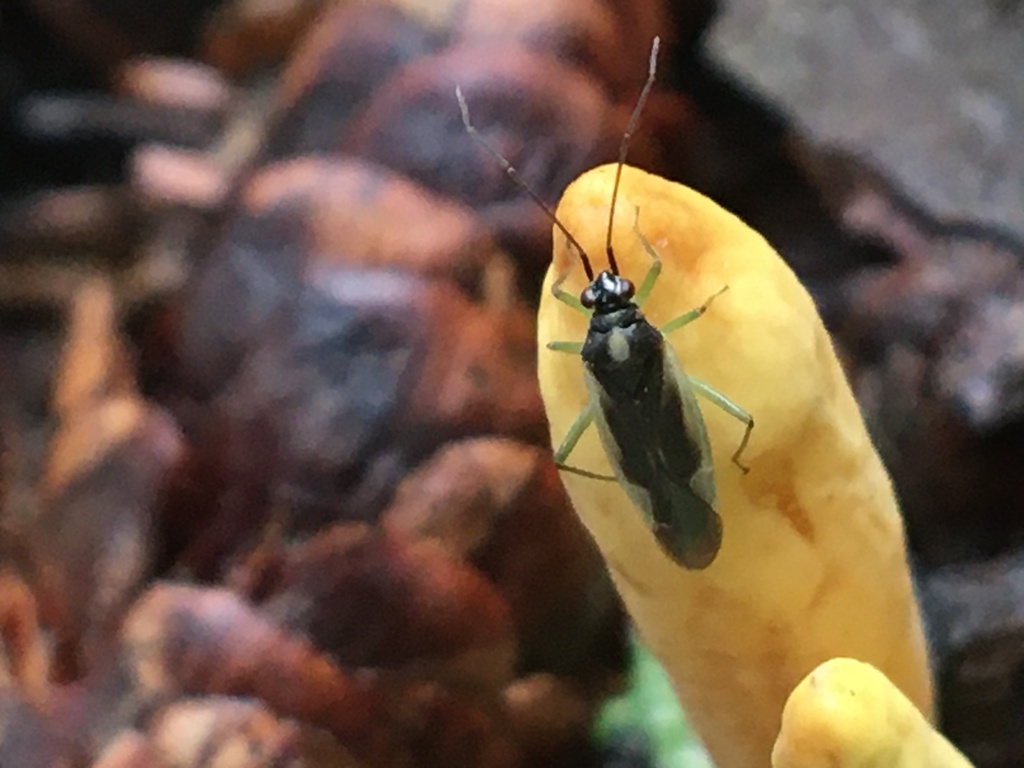 Orthotylus katmai