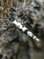 Argyresthiidae