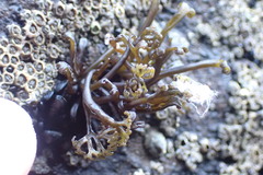 Psilophycus alveatus