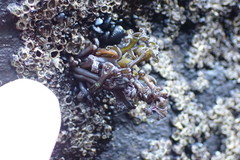 Psilophycus alveatus