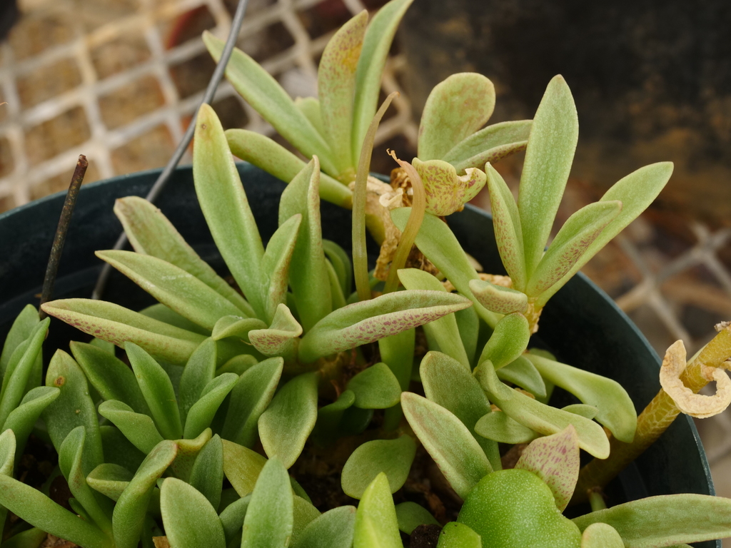 Adromischus fallax
