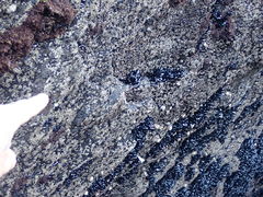 Psilophycus alveatus