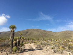 Yucca carnerosana