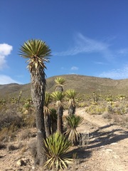 Yucca carnerosana