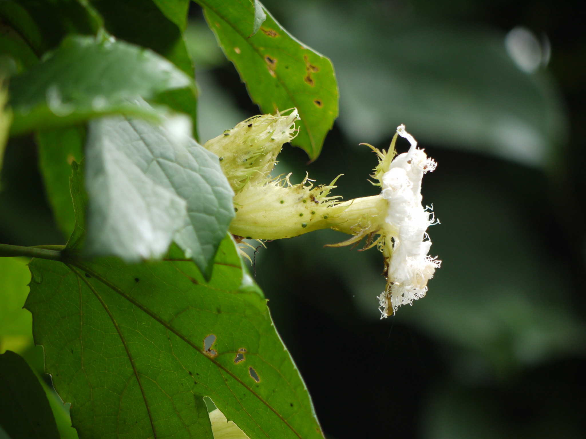 Trichosanthes bracteata (Lam.) Voigt