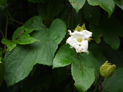 Trichosanthes bracteata