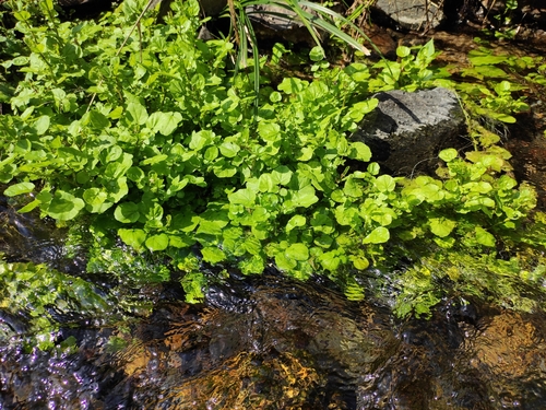 Cardamine lyrata iNat (1)