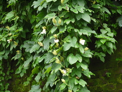 Trichosanthes bracteata