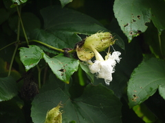 Trichosanthes bracteata