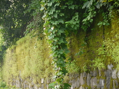 Trichosanthes bracteata