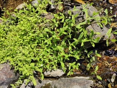 Stellaria alsine