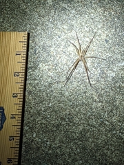 Pisaurina