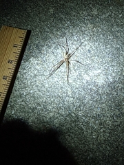 Pisaurina