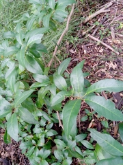 Croton verreauxii