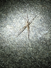 Pisaurina