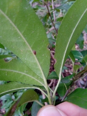 Croton verreauxii